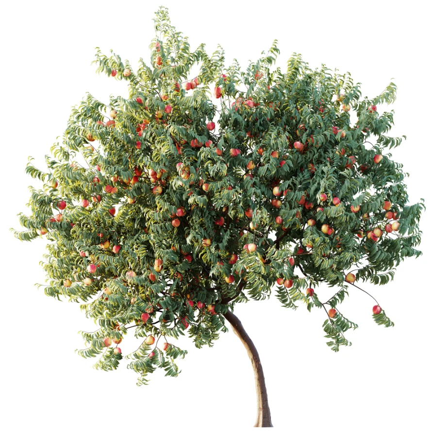 AV Plant Amygdalus Persica Peach Fruit Tree 01 Image 4