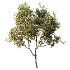 AV Plant Citrus Dancy Mandarin Tangerine Fruit Tree 01 - Thumbnail 2