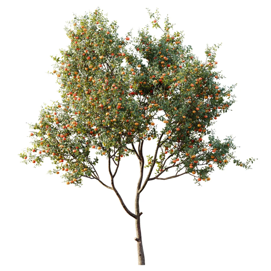 AV Plant Citrus Dancy Mandarin Tangerine Fruit Tree 01 Image 2