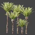 AV Plant Phoenix Canariensis Palm Tree 01 - Thumbnail 8