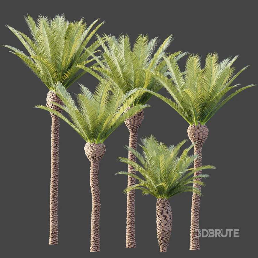 AV Plant Phoenix Canariensis Palm Tree 01 Image 8