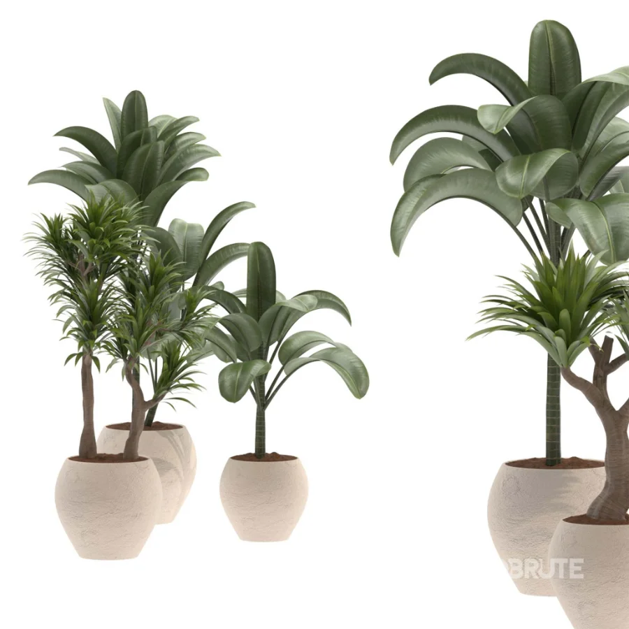 indoor-plant-026 Image 3