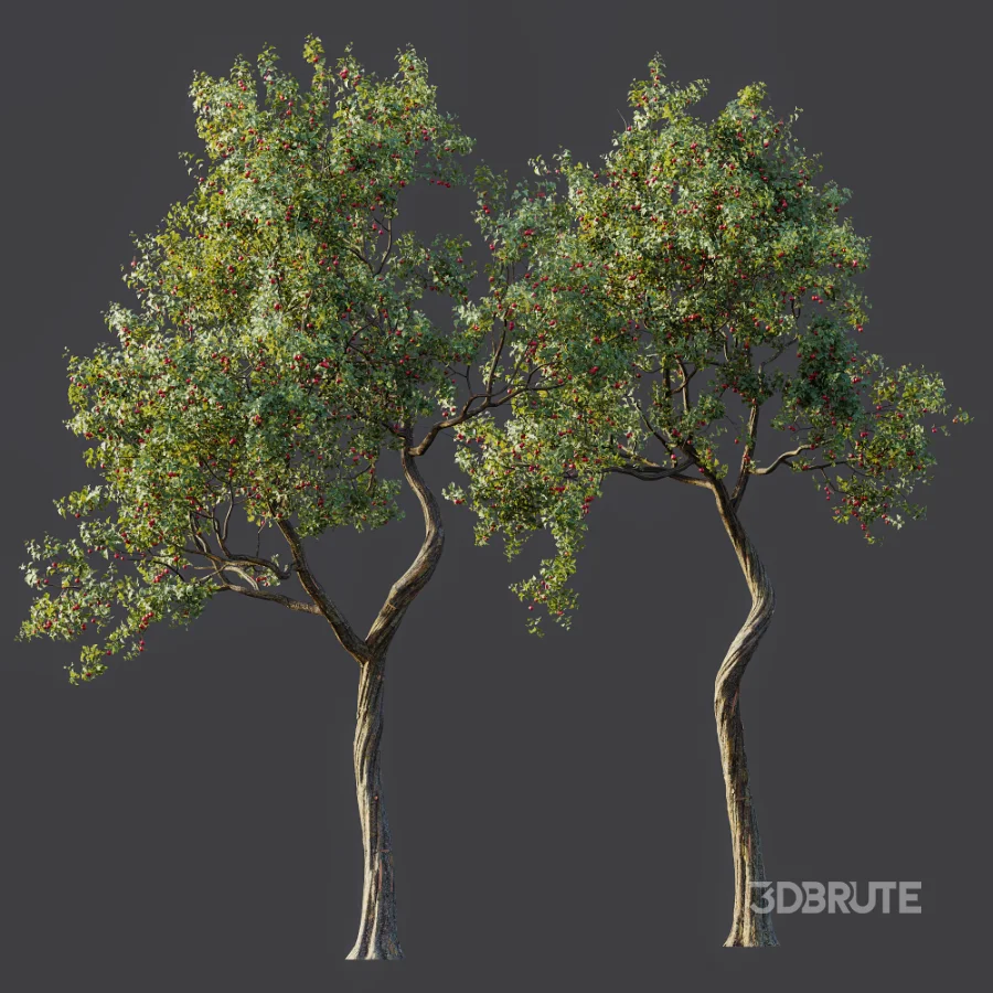 AV Plant Crataegus Pinnatifida Hawthorn Fruit Tree 01 Image 7