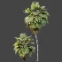 AV Plant Pritchardia Pacifica Palm Tree 03 - Thumbnail 5