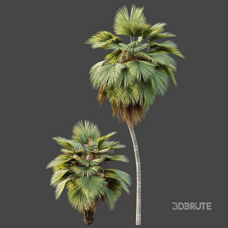 AV Plant Pritchardia Pacifica Palm Tree 03 Image 5