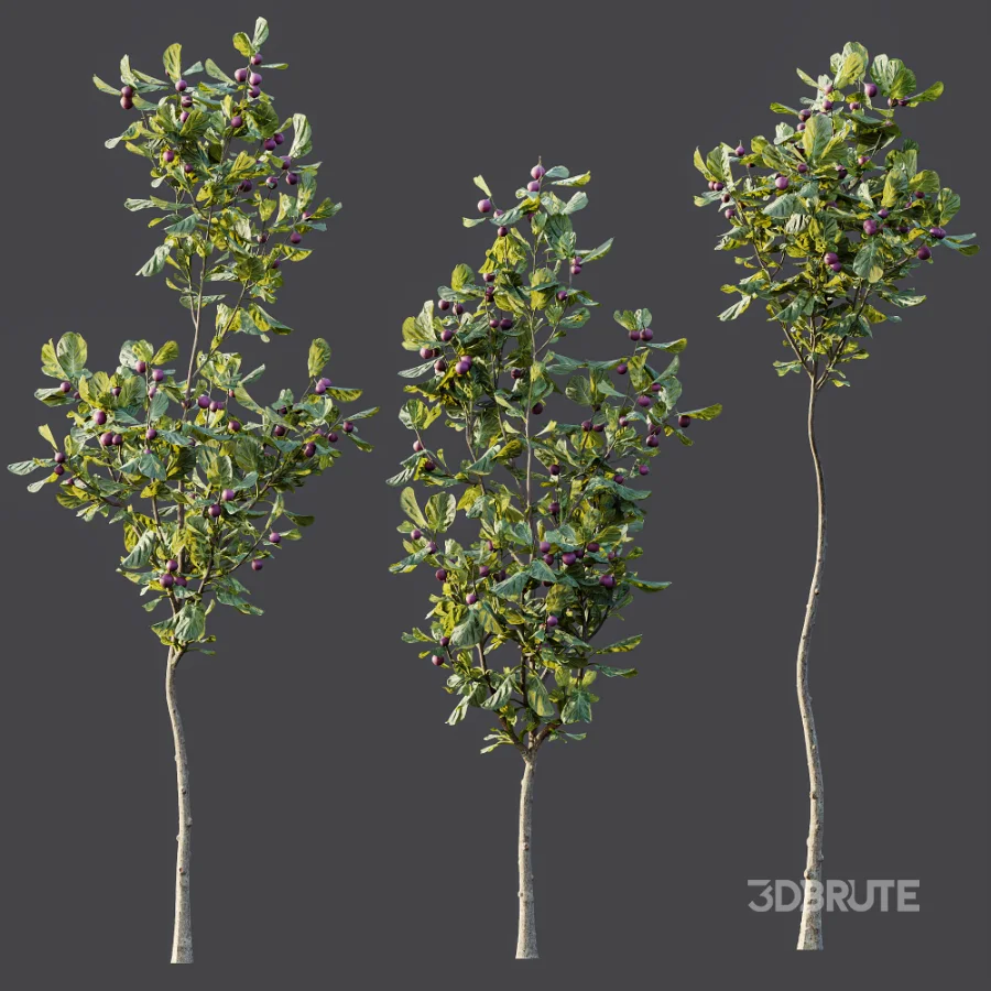 AV Plant Ficus Carica Feige Fig Fruit Tree 01 Image 4