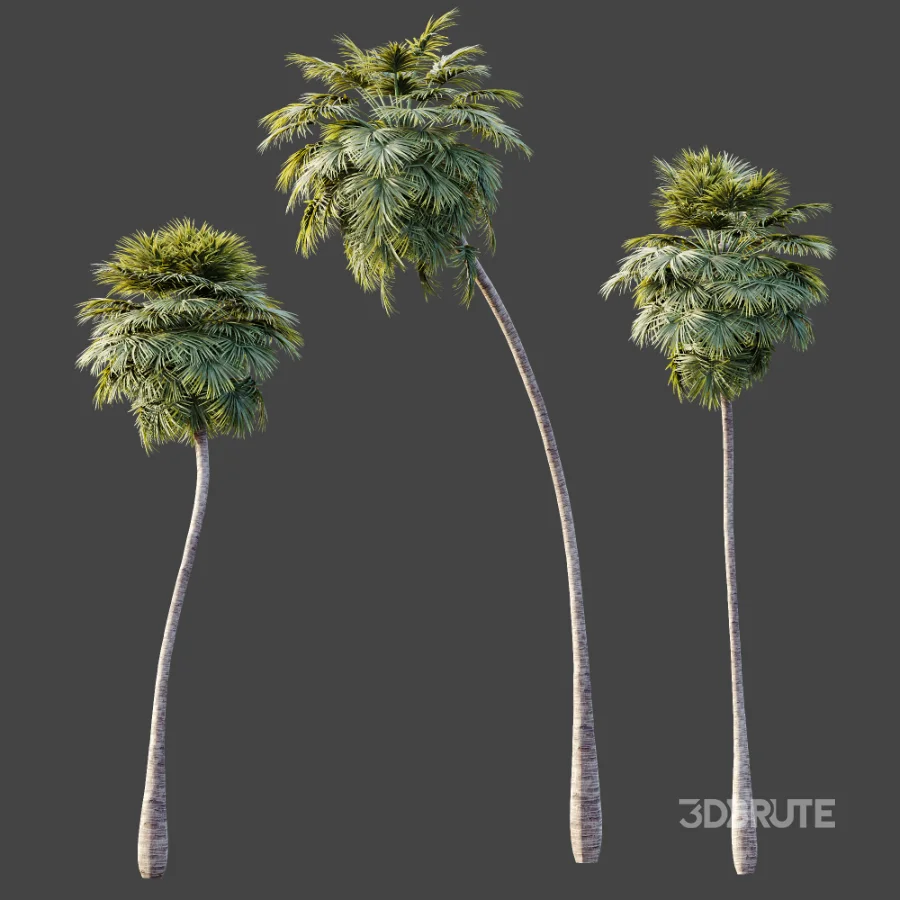 AV Plant Borassus Flabellifer Palm Tree 01 Image 7