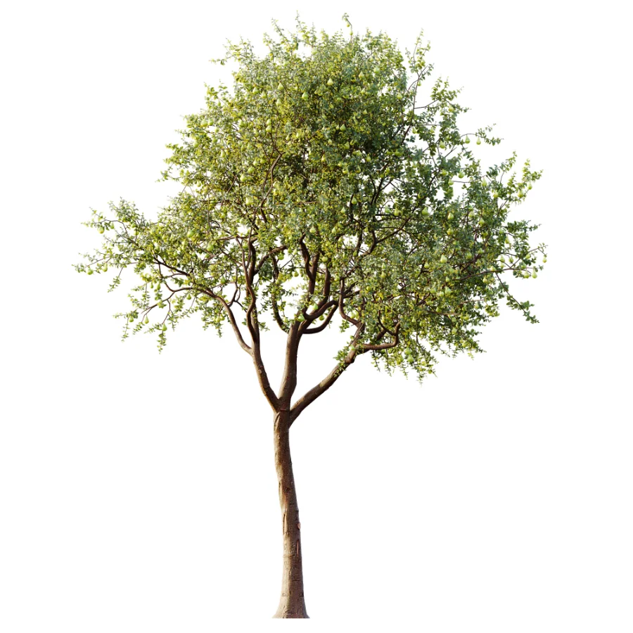 AV Plant Pear Pyrus Communis Fruit Tree 01 Image 1