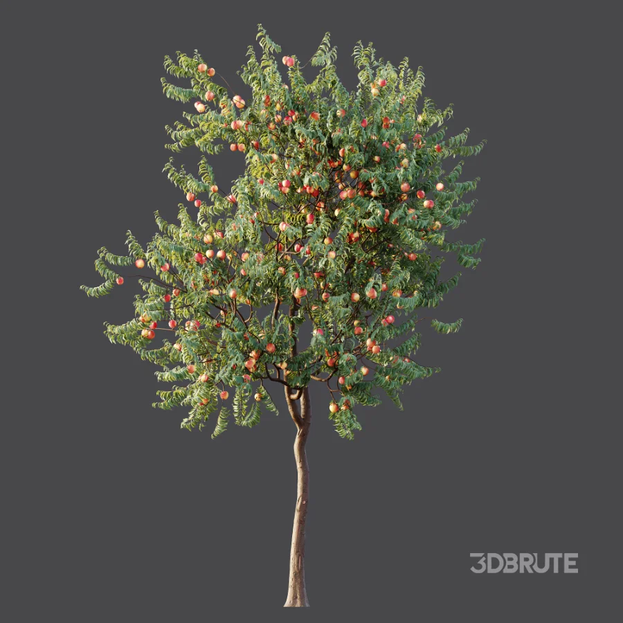 AV Plant Amygdalus Persica Peach Fruit Tree 01 Image 6