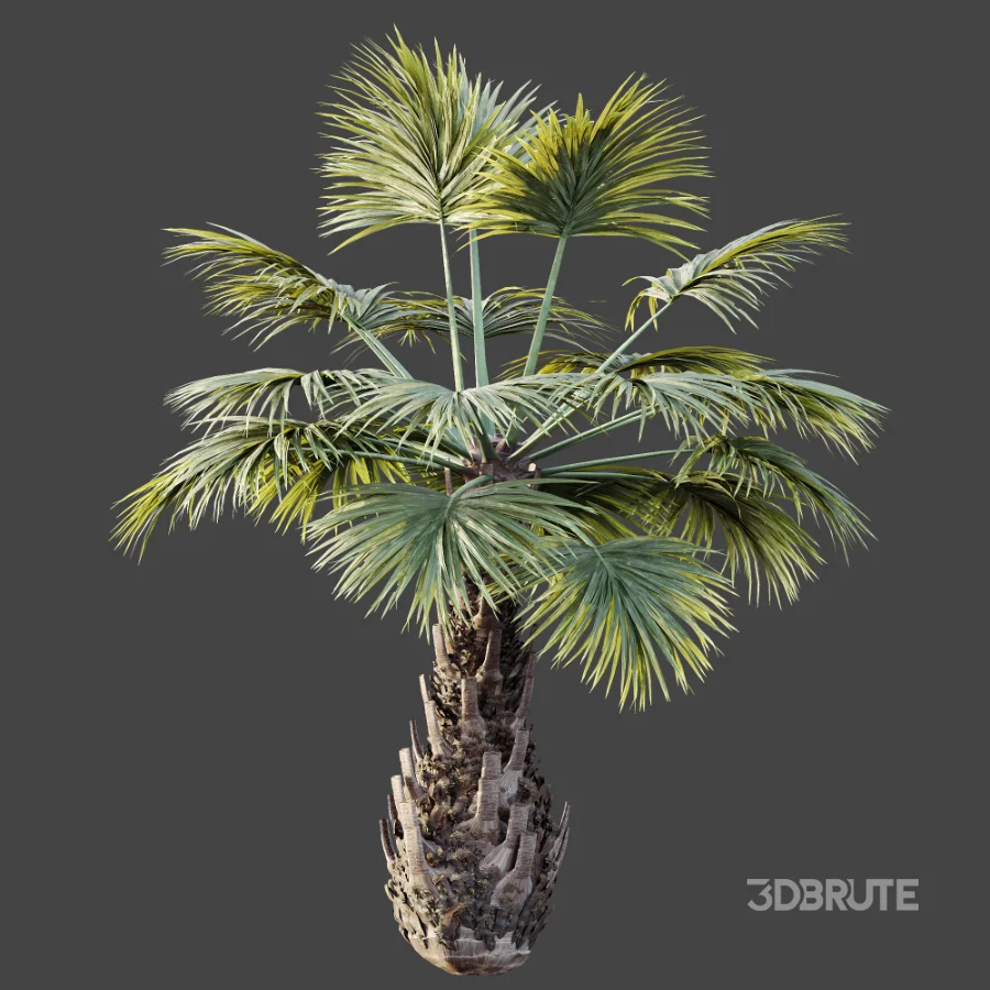 AV Plant Borassus Flabellifer 6 Palm Tree 03 Image 9
