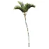AV Plant Cyrtostachys Renda Palm Tree 03 - Thumbnail 3