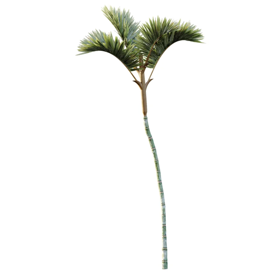 AV Plant Cyrtostachys Renda Palm Tree 03 Image 3