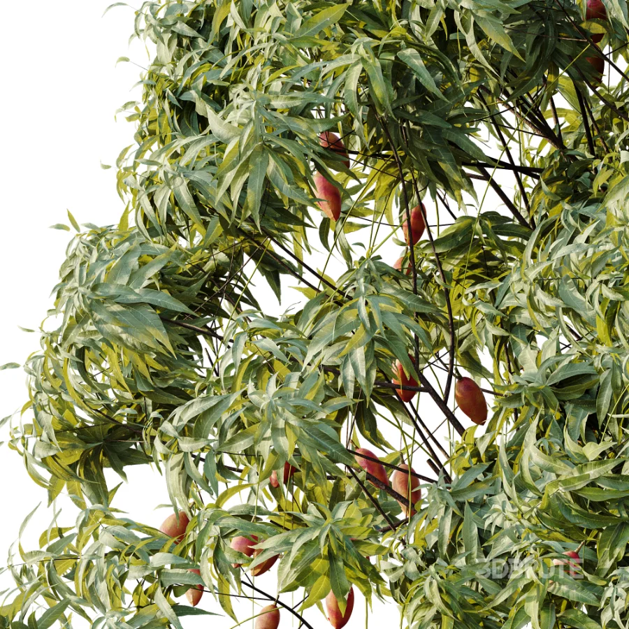 AV Plant Mangifera Indica Mango Fruit Tree 01 Image 4