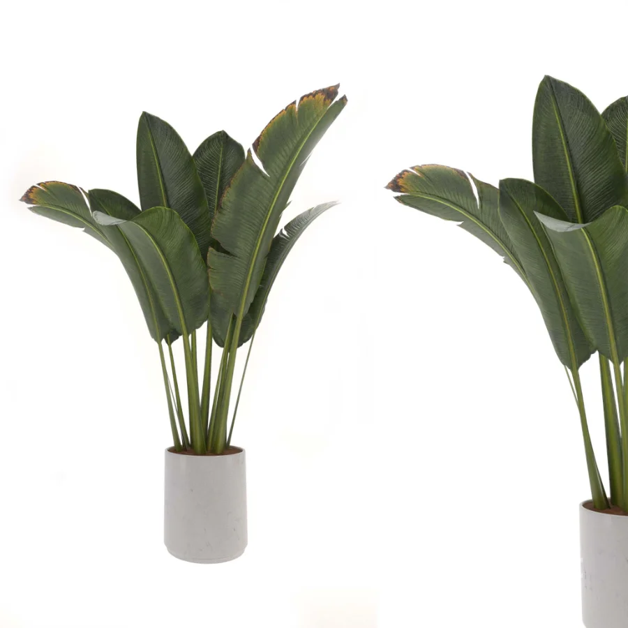indoor-plant-007 Image 2