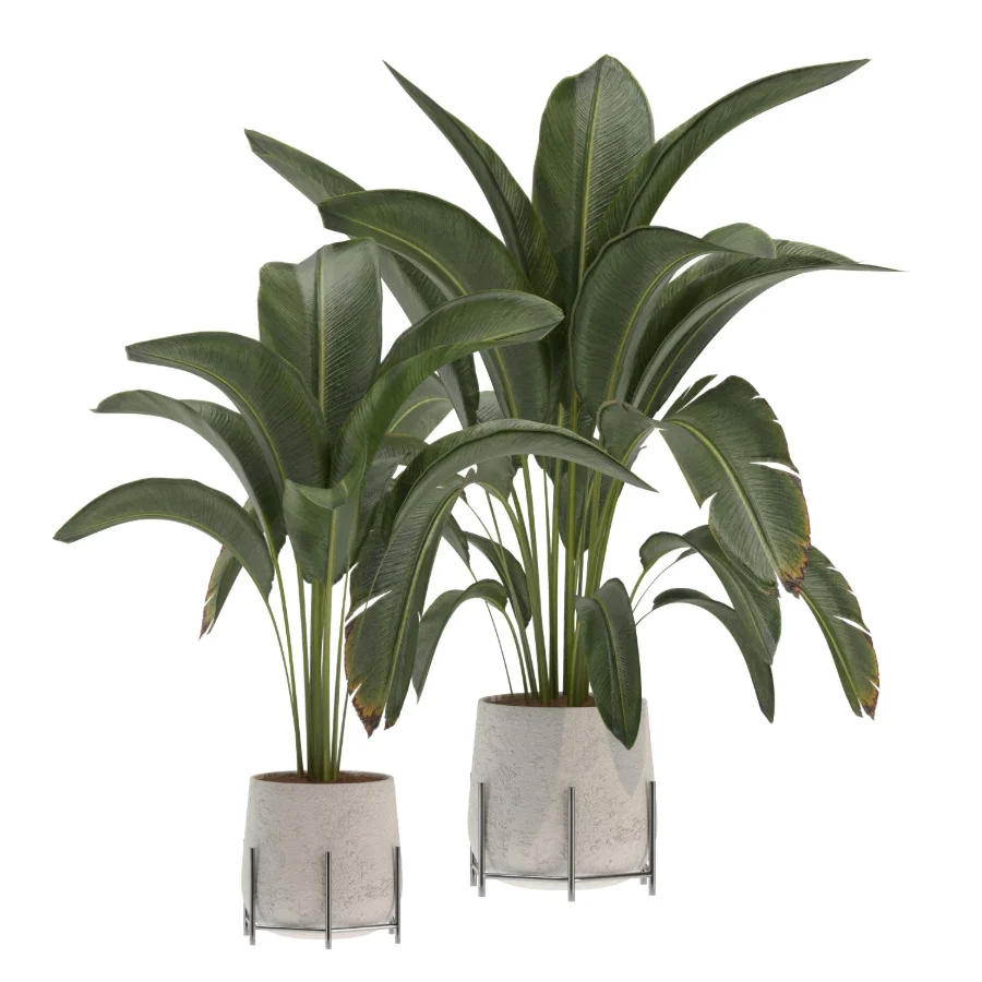 indoor-plant-017 Image 1