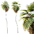AV Plant Pritchardia Pacifica Palm Tree 01 - Thumbnail 2