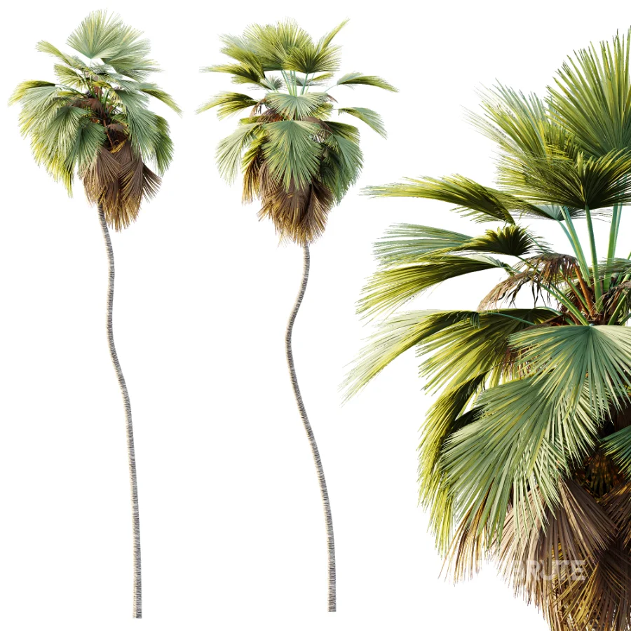 AV Plant Pritchardia Pacifica Palm Tree 01 Image 2