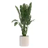 indoor-plant-005 - Thumbnail 1