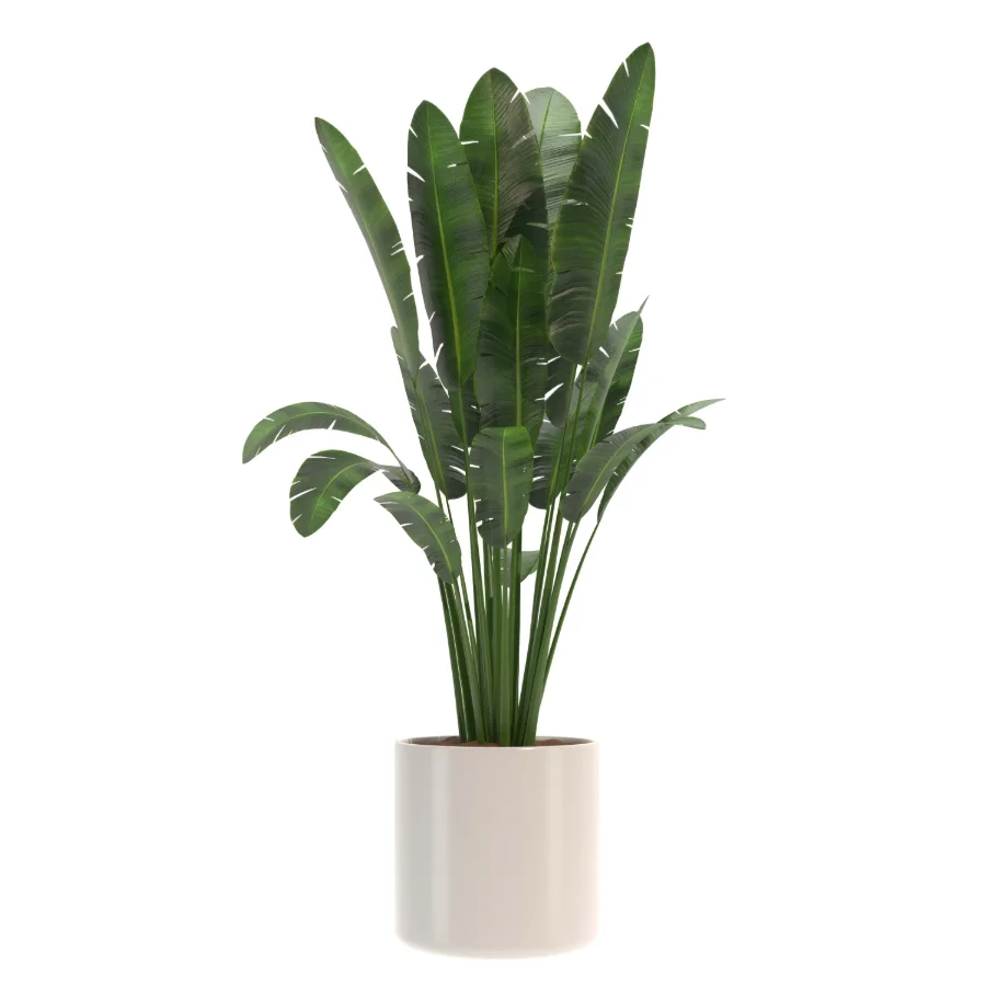 indoor-plant-005 Image 1