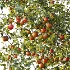 AV Plant Diospyros Kaki Persimmon Fruit Tree 01 - Thumbnail 1