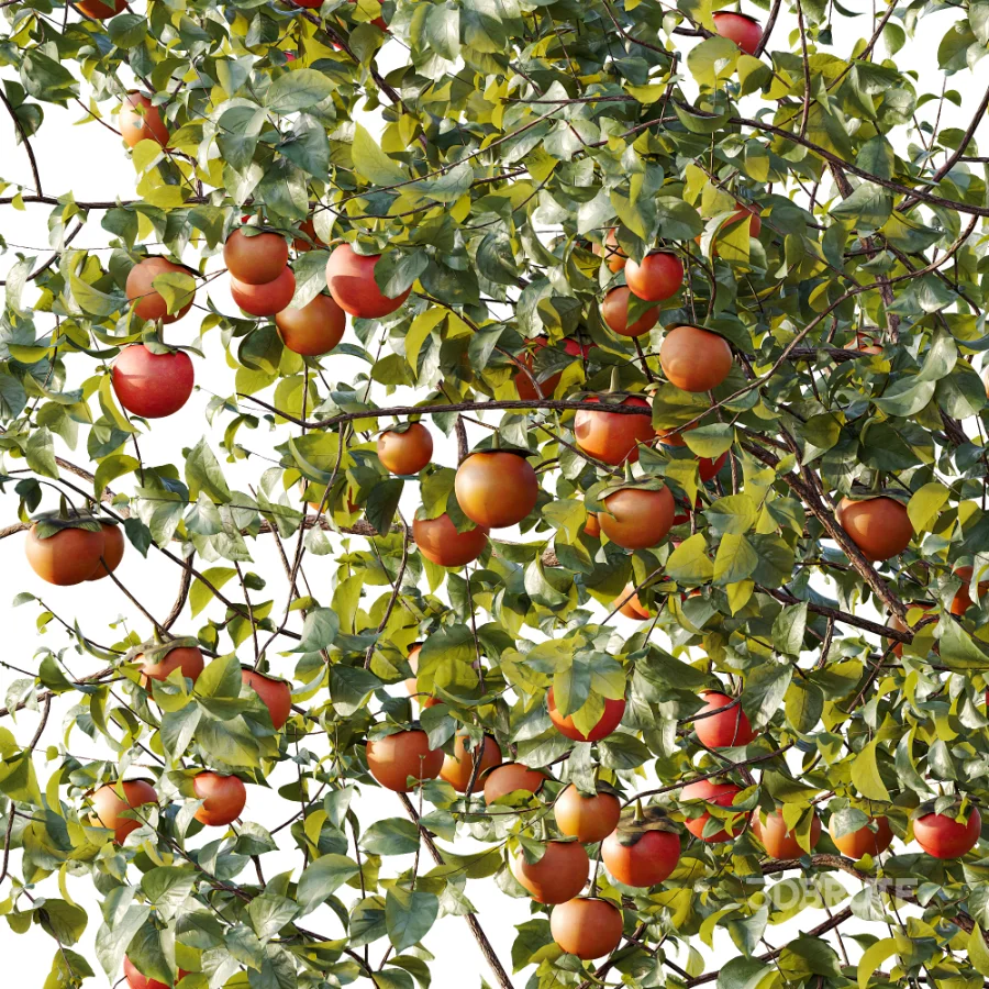 AV Plant Diospyros Kaki Persimmon Fruit Tree 01 Image 1