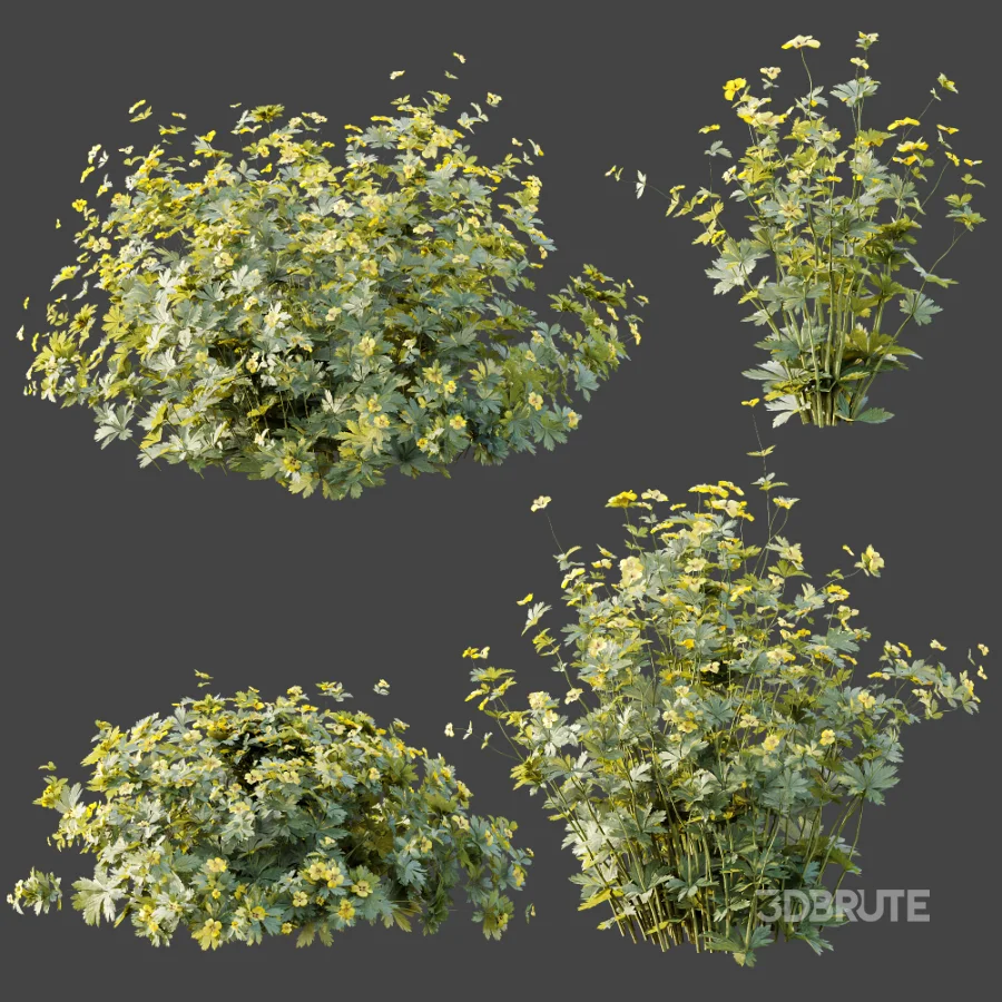 AV Plant Bush Tormentil Potentilla Erecta 01 Image 7