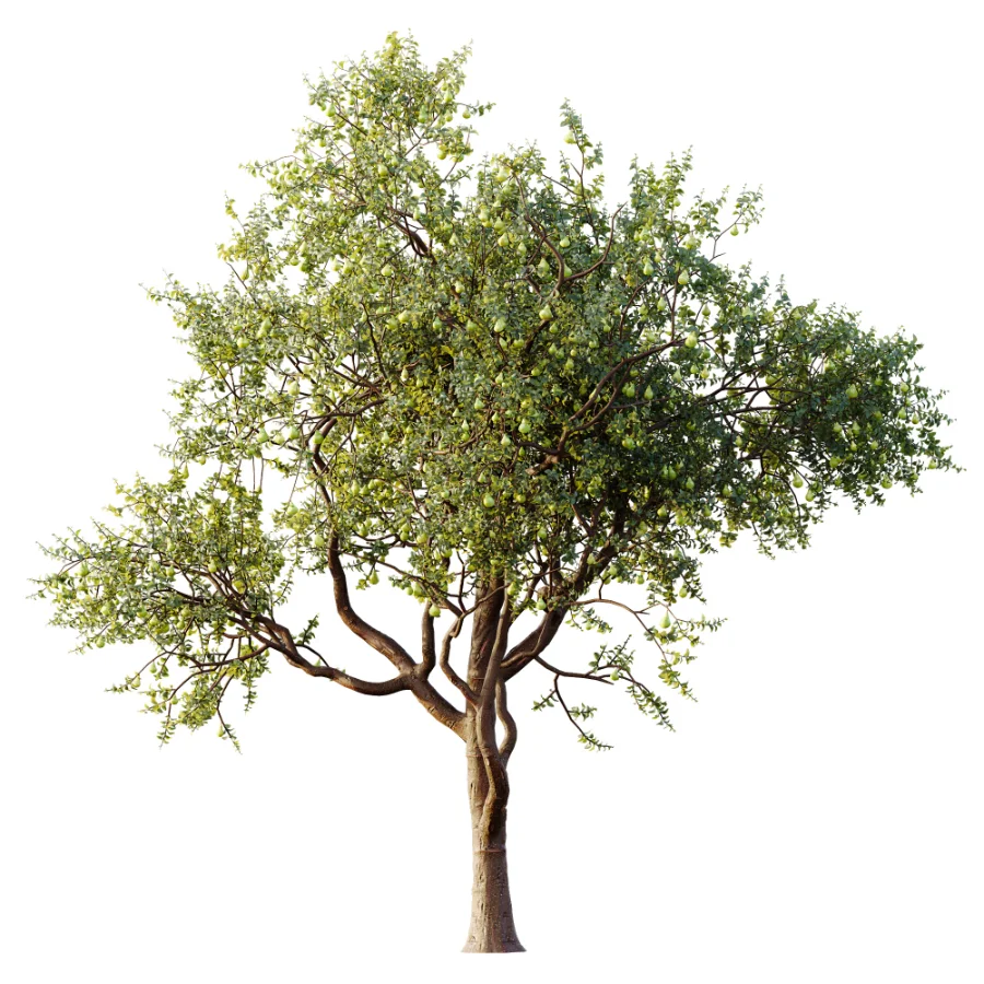 AV Plant Pear Pyrus Communis Fruit Tree 01 Image 3