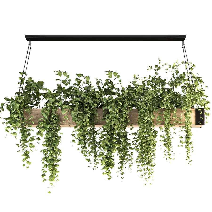 Hanging Plant 05 Image 4