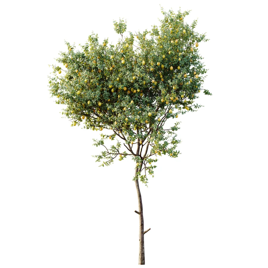 AV Plant Citrus Meyer Lemon Fruit Tree 01 Image 3