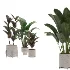 indoor-plant-015 - Thumbnail 1