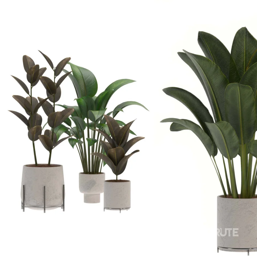 indoor-plant-015 Image 1