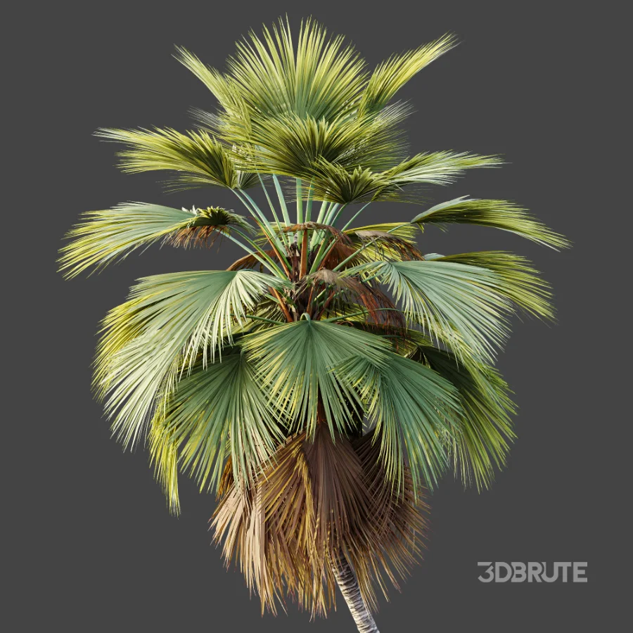AV Plant Pritchardia Pacifica Palm Tree 01 Image 3