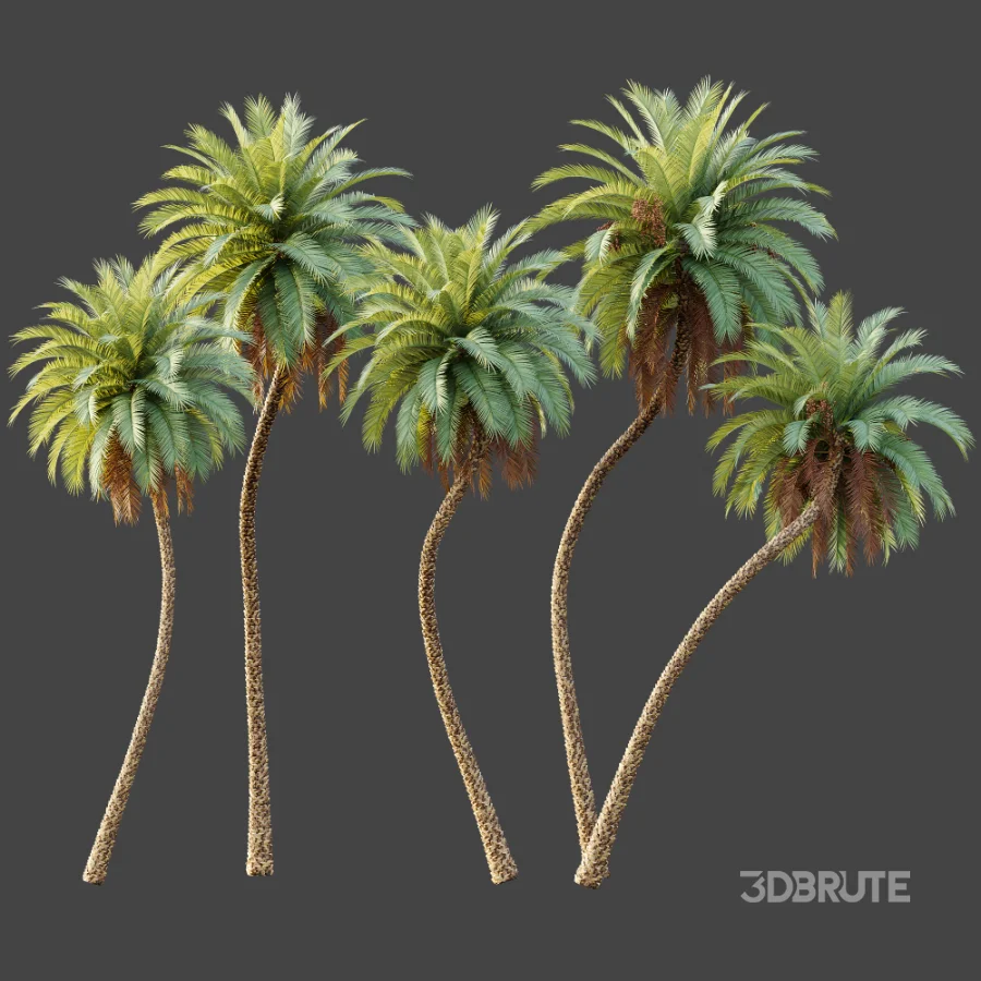 AV Plant Phoenix Sylvestris Palm Tree 01 Image 6