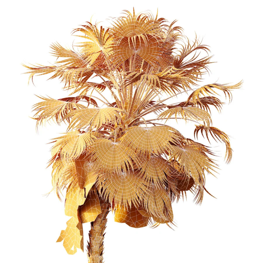 AV Plant Acoelorrhaphe Wrightii Palm Tree 01 Image 10