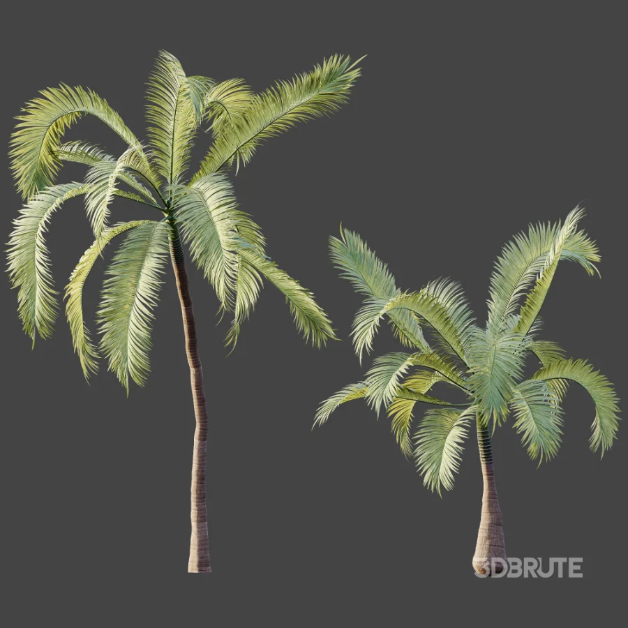 AV Plant Areca Catechu 6 Palm Trees 02 Image 9
