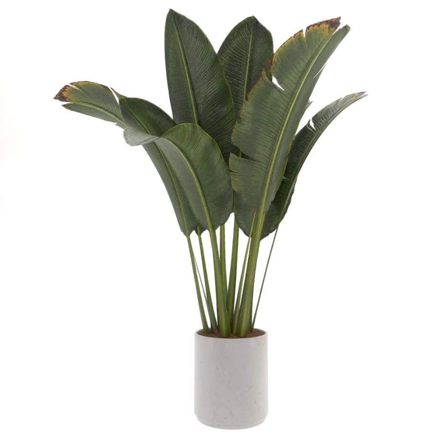 indoor-plant-007 Image 1