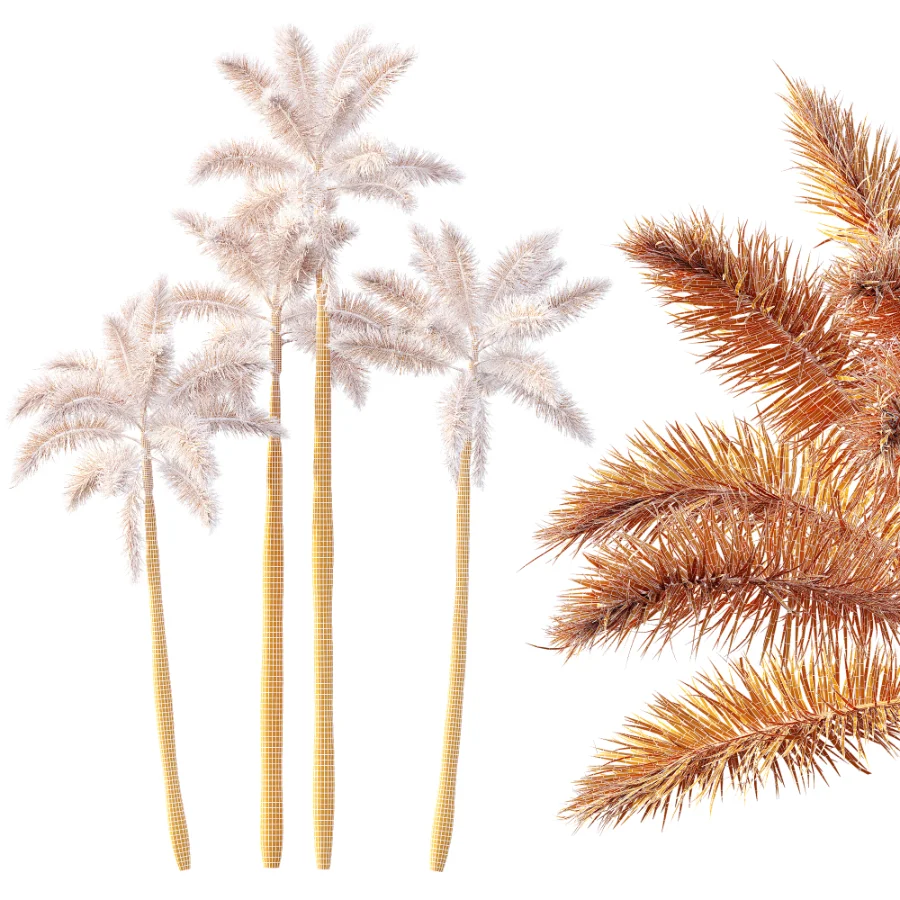AV Plant Roystonea Regia Palm Tree 01 Image 7