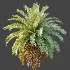 AV Plant Phoenix Sylvestris Palm Tree 01 - Thumbnail 4