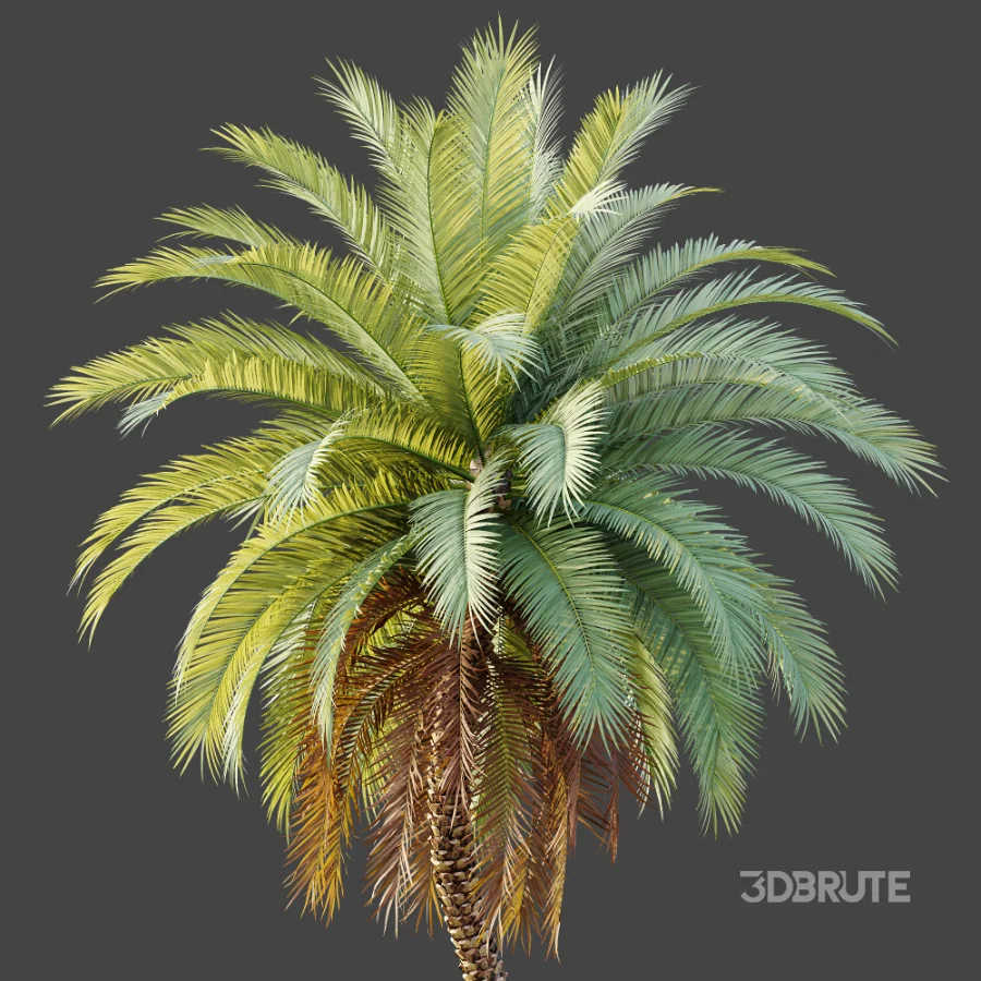 AV Plant Phoenix Sylvestris Palm Tree 01 Image 4