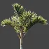 AV Plant Cyrtostachys Renda Palm Tree 03 - Thumbnail 8