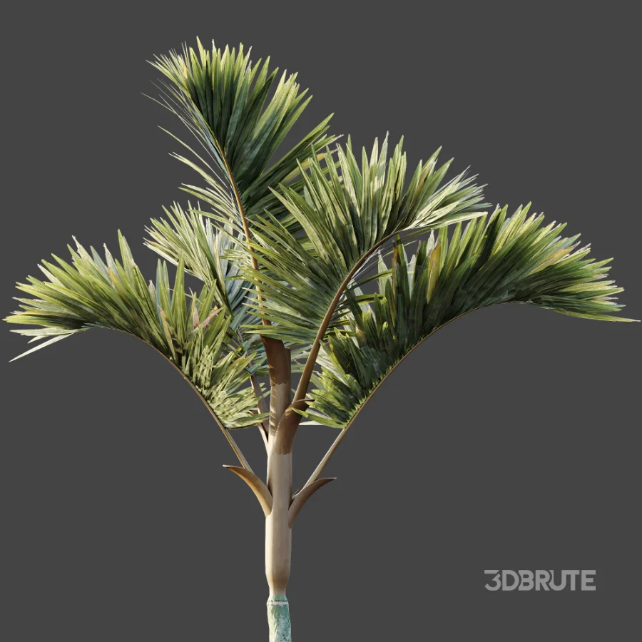 AV Plant Cyrtostachys Renda Palm Tree 03 Image 8