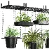 Hanging Plant 04 - Thumbnail 3