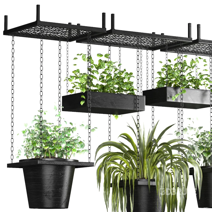 Hanging Plant 04 Image 3