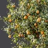 AV Plant Citrus Sinensis Orange Arancio Fruit Tree 01 - Thumbnail 9