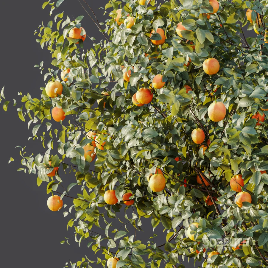 AV Plant Citrus Sinensis Orange Arancio Fruit Tree 01 Image 9