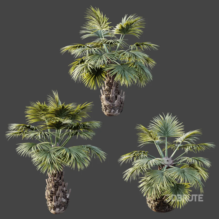 AV Plant Borassus Flabellifer 6 Palm Tree 03 Image 7