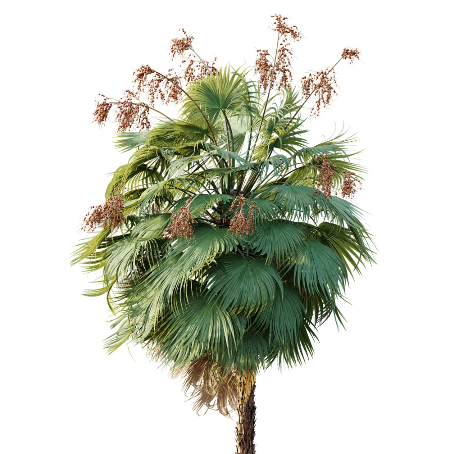 AV Plant Acoelorrhaphe Wrightii Palm Tree 01 Image 1
