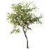 AV Plant Malus Pumila Apple Red Fruit Tree 01 - Thumbnail 3