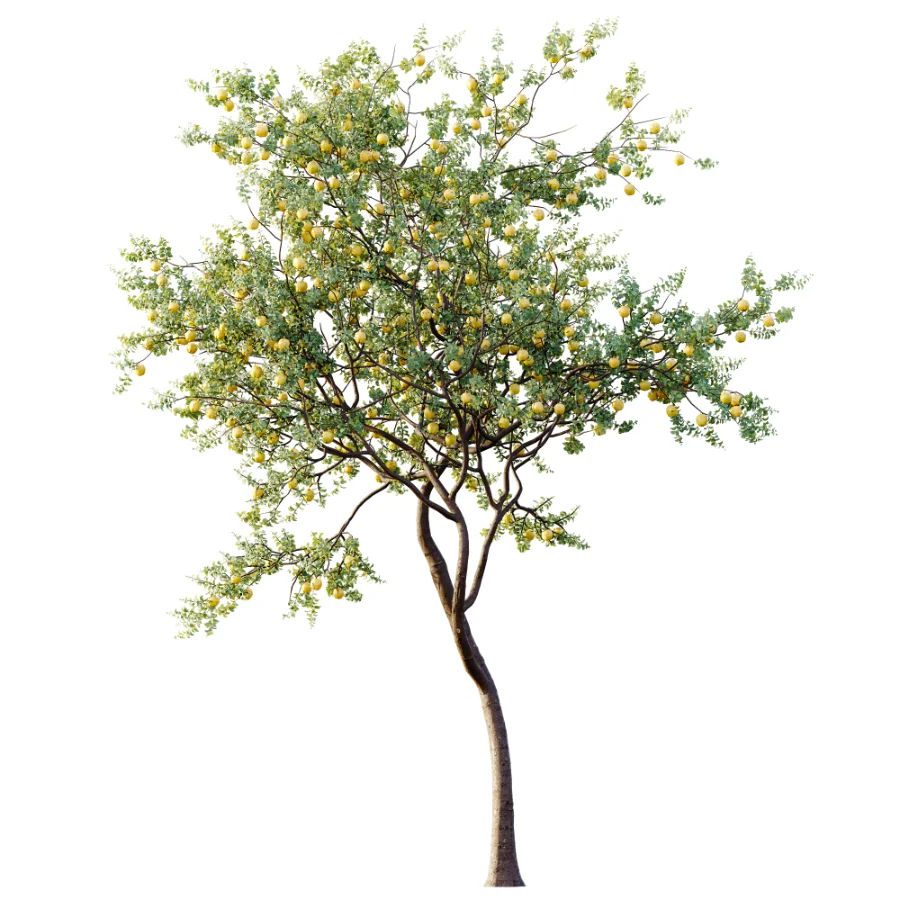 AV Plant Malus Pumila Apple Red Fruit Tree 01 Image 3