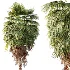 AV Plant Washingtonia Robusta Palm Tree 01 - Thumbnail 5